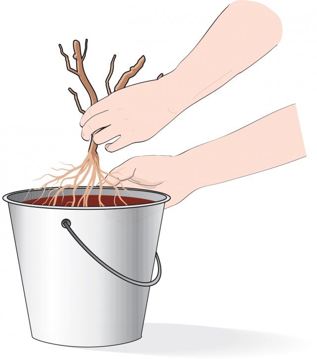 Immergere le radici della rosa per almeno un’ora in un secchio contenente acqua terra e stallatico: questa operazione serve a reidratare le radici. Immergere le radici della rosa per almeno un’ora in un secchio contenente acqua terra e stallatico: questa operazione serve a reidratare le radici.