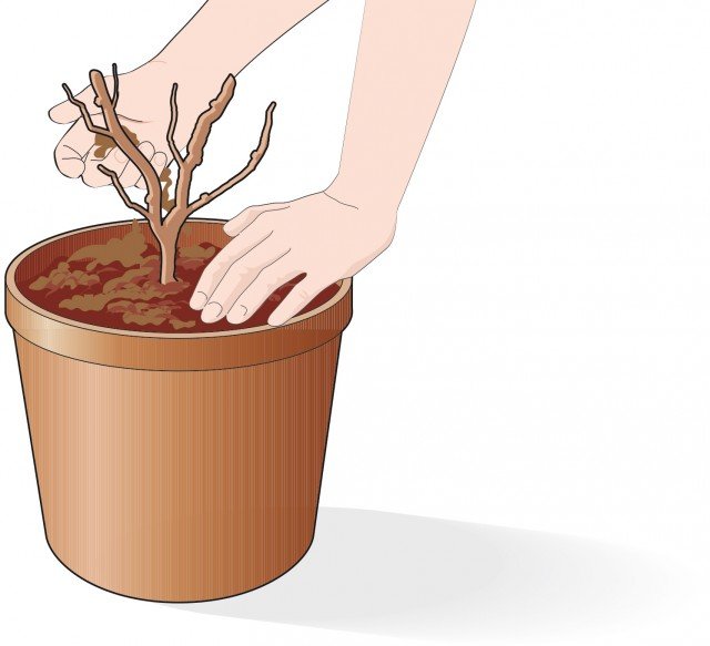 Inserire la rosa all’interno del contenitore in modo che il punto d’innesto sia interrato per una profondità di 2-3 cm Inserire la rosa all’interno del contenitore in modo che il punto d’innesto sia interrato per una profondità di 2-3 cm