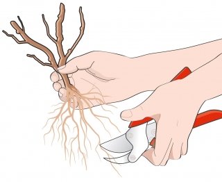 2. Spuntare le radici troppo lunghe e quelle deboli, vecchie o danneggiate. 2. Spuntare le radici troppo lunghe e quelle deboli, vecchie o danneggiate.