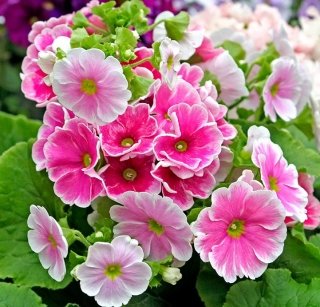 PRIMULA-OBCONICA PRIMULA-OBCONICA