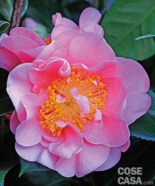 Camelia japonica California colore rosa stami gialli