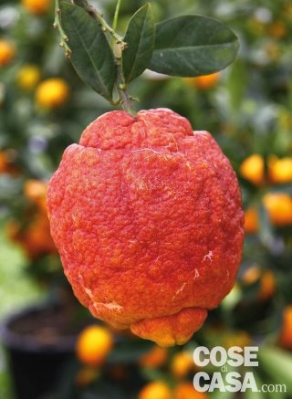 Il caratteristico limone a frutti rossi.