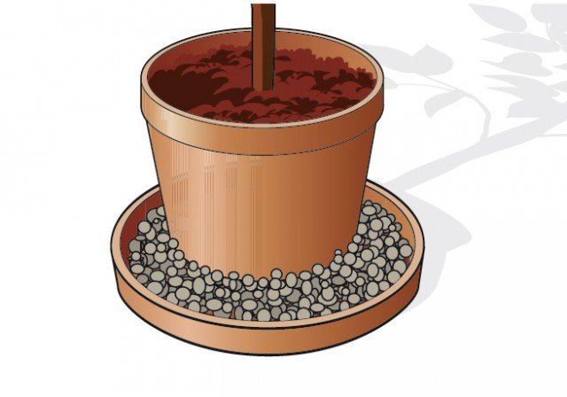 per aumentare l’umidità in prossimità della pianta, appoggiare il vaso con il ficus sopra a un sottovaso pieno di argilla espansa da mantenere costantemente umida. per aumentare l’umidità in prossimità della pianta, appoggiare il vaso con il ficus sopra a un sottovaso pieno di argilla espansa da mantenere costantemente umida.