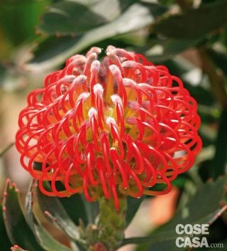 Leucospermum cordifolium x glabrum Rigoletto fiori rossi Leucospermum cordifolium x glabrum Rigoletto fiori rossi