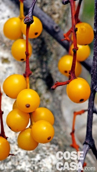 Loranthus europaeus, vischio quercino Loranthus europaeus, vischio quercino