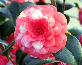 camelia camelia