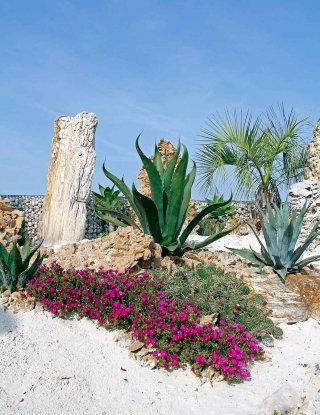 desert-garden desert-garden