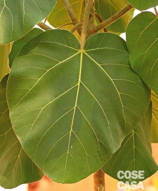 Esemplare di ficus vasta, dal fogliame ampio e carnoso. Soprattutto nel caso dei ficus a foglie grandi, queste vanno passate con un panno umido e nebulizzate per favorire la traspirazione.