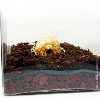 Fritillaria raddeana messa a dimora Fritillaria raddeana messa a dimora