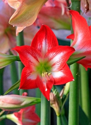 hyppeastrum hyppeastrum