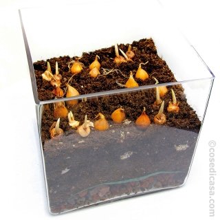 messa a dimora crochi, Iris e tulipani messa a dimora crochi, Iris e tulipani