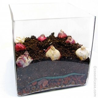 messa a dimora giacinti messa a dimora giacinti