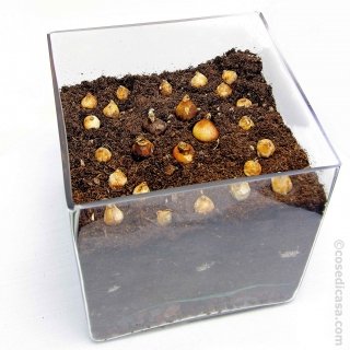 messa a dimora Sternbergia lutea e Muscari latifolium messa a dimora Sternbergia lutea e Muscari latifolium