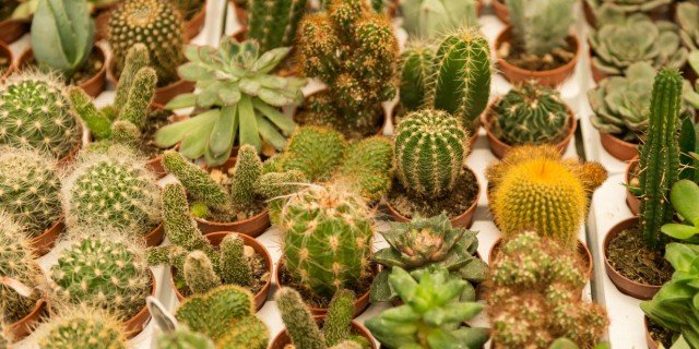 Piante grasse minuscole: come curarle cose di casa Vaso per cactus grande