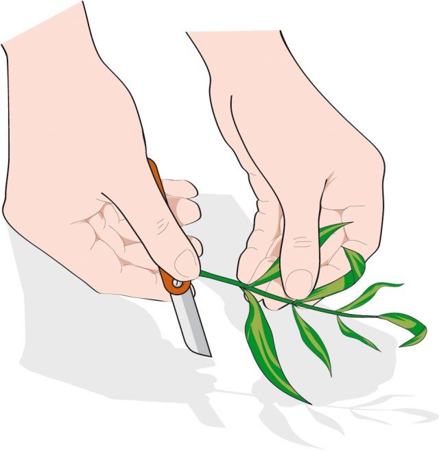 Eliminare le foglie basali di crisantemo per tutta la parte che verrà inserita in terra. Eliminare le foglie basali di crisantemo per tutta la parte che verrà inserita in terra.