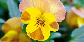 Viola cornuta varietà Peach Melba giallo e marrone profumata