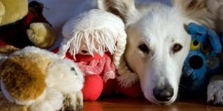 Cane: proteggilo dalla leishmaniosi