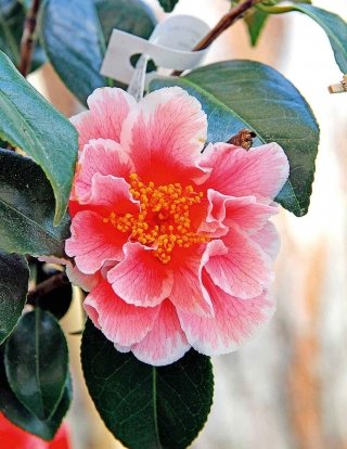 camelia