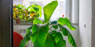 coltivare il banano il casa coltivare il banano il casa