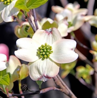 cornus