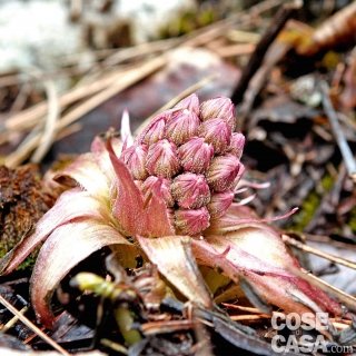 farfaraccio farfaraccio