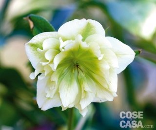 Helleborus hybridus Double White, un elleboro a fiori doppi bianchi.