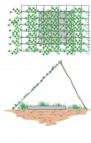 nascondere tombino grata alta con piante striscianti