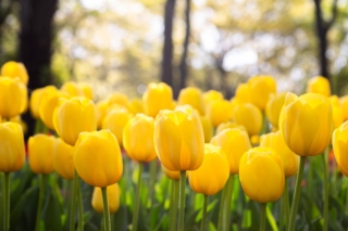 Blooming,Tulip,In,The,Park