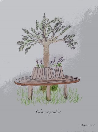 olivo-con-panca1