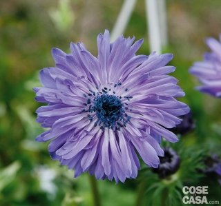 Anemone coronaria St. Bridge blu Anemone coronaria St. Bridge blu