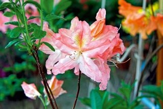 azalea azalea
