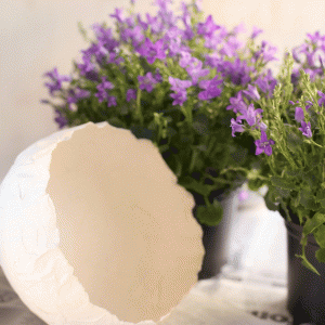 fig-5-ph.-S.C.- fig-5-ph.-S.C.-