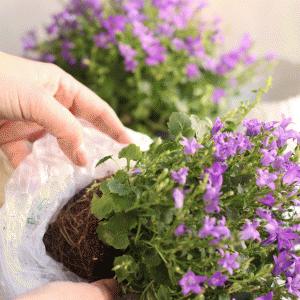 fig-6-ph.-S.C.- fig-6-ph.-S.C.-