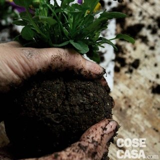 kokedama-4 kokedama-4