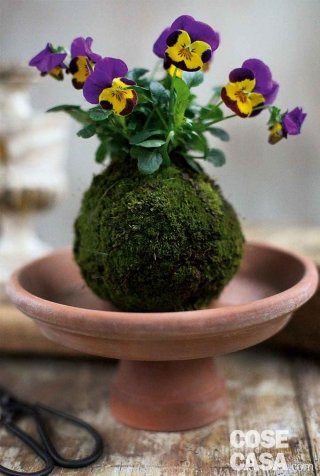 kokedama di violette kokedama di violette