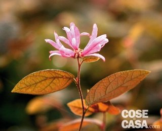 Esemplare di loropetalum nella varietà "Fire dance". Esemplare di loropetalum nella varietà "Fire dance".