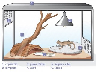 rettilario come è fatto