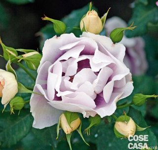 Rosa ibrida 'Eyes of you' colore lavanda e blu Rosa ibrida 'Eyes of you' colore lavanda e blu