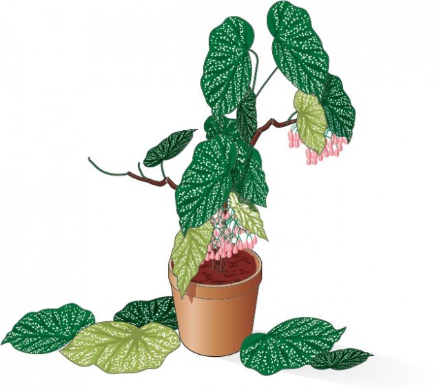 Se le foglie iniziano ad ingiallire dalla punta seccando fino a staccarsi e cadere, la begonia corallina sta patendo un eccesso di umidità e freddo. Se le foglie iniziano ad ingiallire dalla punta seccando fino a staccarsi e cadere, la begonia corallina sta patendo un eccesso di umidità e freddo.