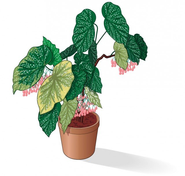 Se le foglie, dopo essere diventate molli, cadono a terra significa che manca un adeguato apporto idrico alla begonia corallina. Se le foglie, dopo essere diventate molli, cadono a terra significa che manca un adeguato apporto idrico alla begonia corallina.