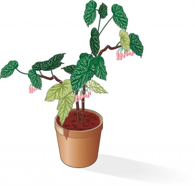 Se la begonia corallina non fiorisce e le dimensioni delle foglie sono ridotte, bisogna aumentare l’apporto di concime. Se la begonia corallina non fiorisce e le dimensioni delle foglie sono ridotte, bisogna aumentare l’apporto di concime.