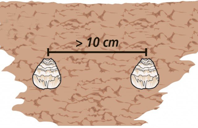 bulbi vanno messi a una distanza l’uno dall’altro di almeno 10 cm bulbi vanno messi a una distanza l’uno dall’altro di almeno 10 cm