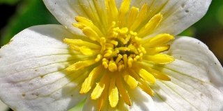 Caltha palustris var. “alba”, calta palustre a fiore bianco