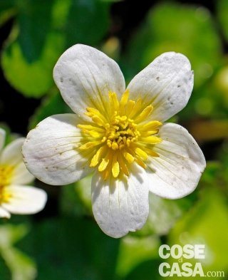 Caltha palustris varietà “alba”: si tratta di una calta palustre a fiore bianco avorio con stami gialli.