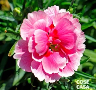 Garofano nano o Dianthus caryophyllus "Sunflor Esta", dai petali di colore rosa lucente sfumato. Garofano nano o Dianthus caryophyllus "Sunflor Esta", dai petali di colore rosa lucente sfumato.