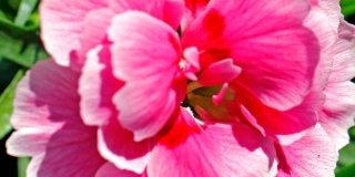 Garofano nano – Dianthus caryophyllus “Sunflor Esta”