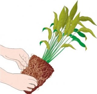 1. Estrarre la pianta dal vaso e separare delicatamente la massa radicale. 1. Estrarre la pianta dal vaso e separare delicatamente la massa radicale.