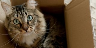 Gatto: cambio casa senza stress