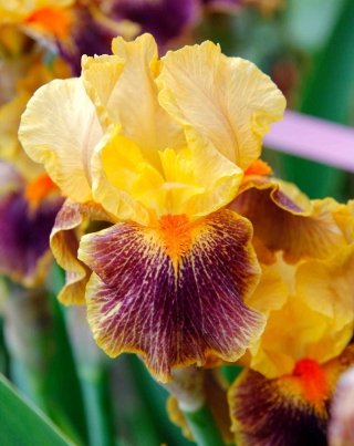 iris-delirium iris-delirium