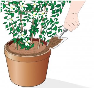 rinvaso gelsomino con miscela costituita da terriccio universale, torba e sabbia in parti uguali